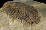 Bargain, Ordovician Actinopeltis Trilobite - Draa Valley, Morocco #100390-2